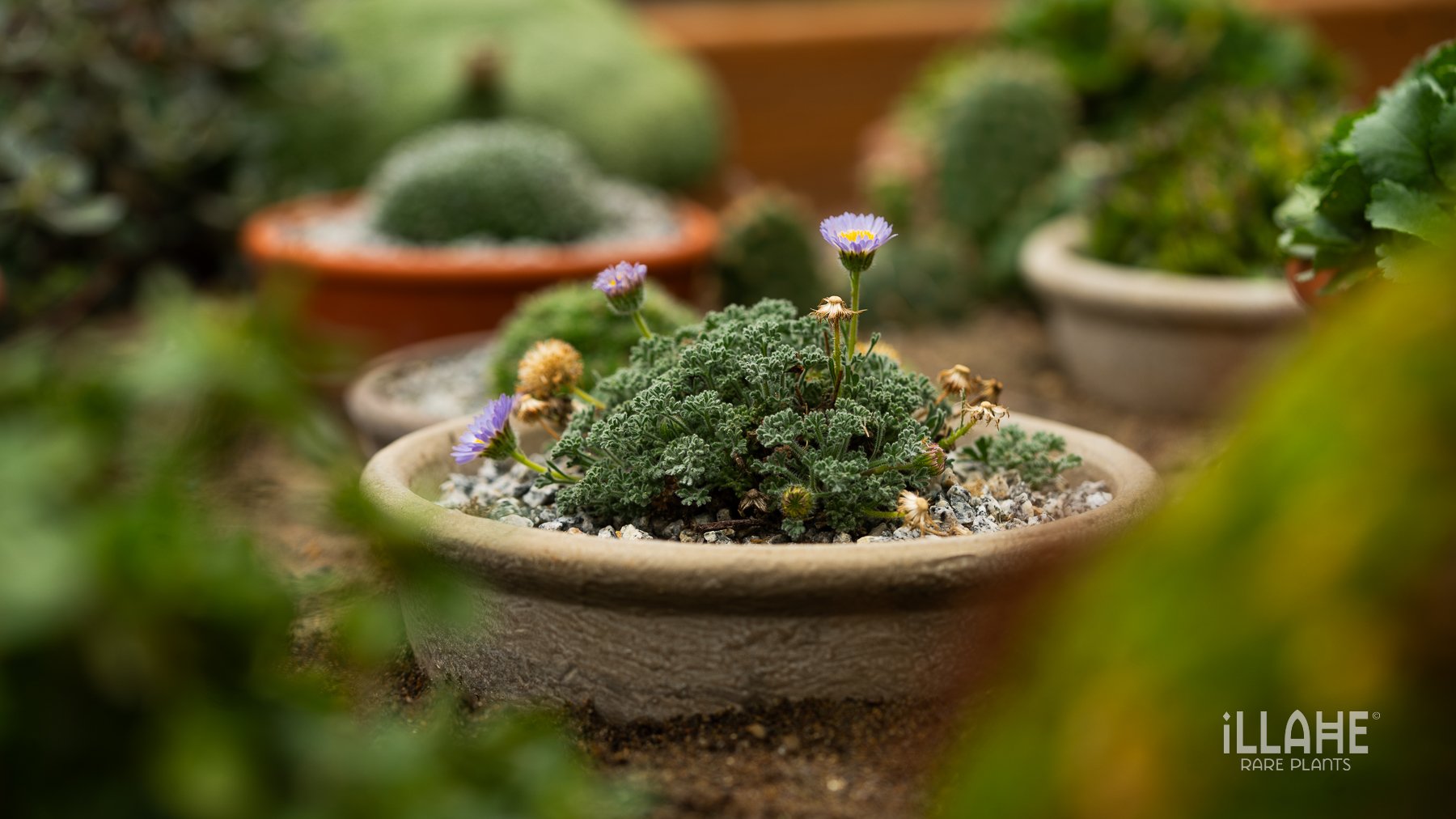 alpine plants for sale, crevice garden plants for sale, rock